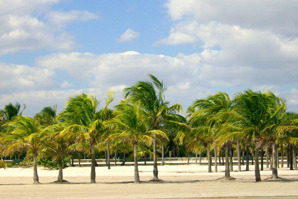 Brandon park Miami Florida coconut grove beach tropical