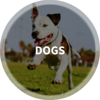 Find Dog Parks, Dog Walkers, Dog Daycare & Pet Resorts in Washington, D.C.